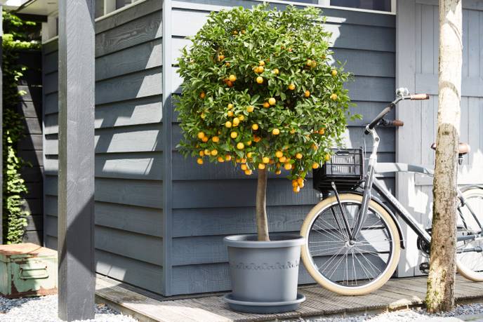 universal saucer round 30cm anthracite